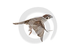 flying sparrow isolated on white