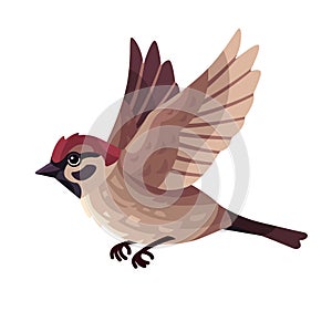 Flying sparrow vector flat illustration isolated on white background. bird cartoon character.