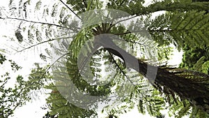 Flying Spider-monkey Tree Fern in Amami island, Japan