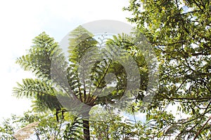 Flying spider-monkey tree ferns grow in Amami Oshima photo