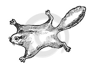 Flying squirrel animal sketch engraving vector