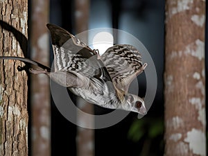 Flying squirrel on tree trunk
