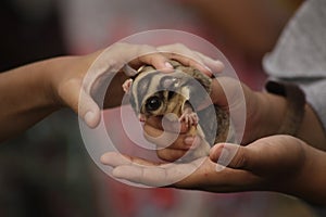 Flying Squirrel in the Hands of Animal Lovers