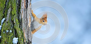 Flying squirrel jumps from tree to tree