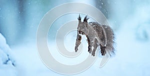 Flying squirrel jumps from tree to tree