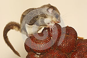 A flying squirrel Lomys horsfieldi is eating a snakefruit.