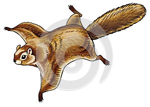 The flying squirrel