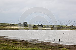Flying startled lapwings in the dutch Polder Breebaart photo