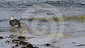 Flying Steamer Duck, Falkland-Malvinas