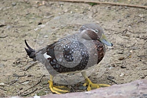 Flying Steamer Duck Tachyeres patachonicus 3