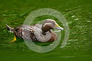 Flying steamer duck, Tachyeres patachonicus, is a member of the duck, goose. It can be found in the Southern part of South Americ