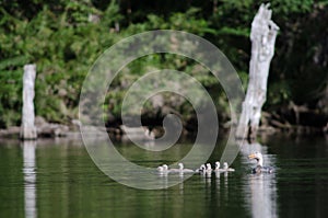 Flying steamer ducks Tachyeres patachonicus in a lagoon.