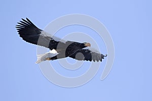 Flying Stellers sea eagle on a winter morning