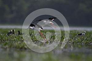 Flying Stilts