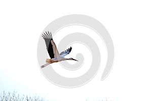 Flying Storch