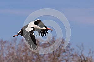 Flying stork