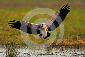 Flying stork above the river. Strok in the nature march habitat. Bird in the water. Stork from Tanzania. Yellow-billed Stork