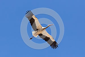 Flying stork against the blue sky