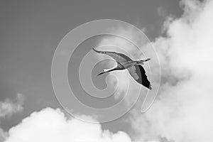 A flying stork against  the clouds and the sky - black and white photography