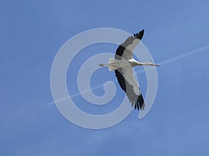 Flying stork and airplane vapour trail over clear blue sky photo