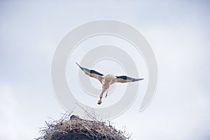 Flying stork and building materials