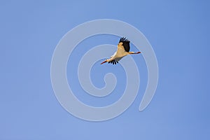 Flying stork nosedive like an arrow against a blue sky