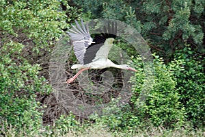 Flying stork, trees on second plan