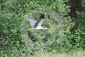 Flying stork, trees on second plan