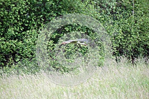 Flying stork, trees on second plan