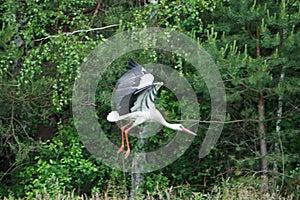 Flying stork, trees on second plan