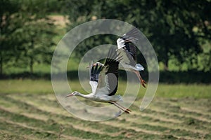 Flying storks