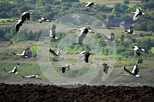 flying storks over a field