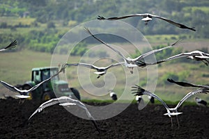 flying storks over a field