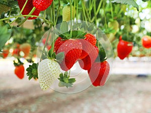 Flying strawberries from Israel