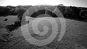 Flying in a sunny french countryside, 4K BW sequence 1 of 2 - Over a rough grazing field to the edge of a forest. Black and white.