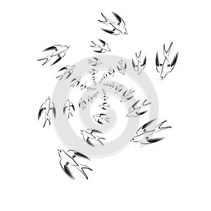 Flying Swallow Animal Pattern.