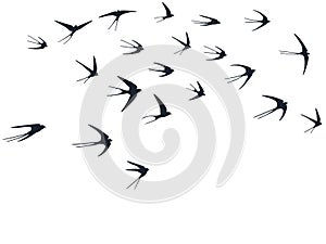 Flying swallow birds silhouettes vector illustration. Migratory martlets bevy isolated on white.