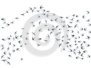 Flying swallow birds silhouettes vector illustration. Migratory martlets bevy isolated on white
