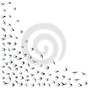 Flying swallow birds silhouettes vector illustration. Migratory martlets group isolated on white.