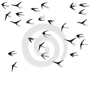 Flying swallow birds silhouettes vector illustration. Migratory martlets group isolated on white