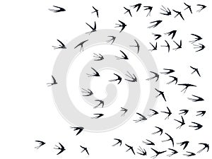 Flying swallow birds silhouettes vector illustration. Migratory martlets school isolated on white.