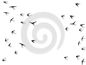 Flying swallow birds silhouettes vector illustration. Nomadic martlets bevy isolated on white.