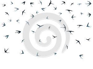 Flying swallow birds silhouettes vector illustration. Nomadic martlets school isolated on white