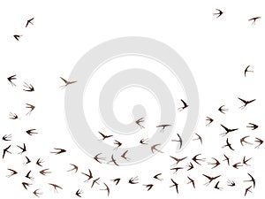 Flying swallow birds silhouettes vector illustration. Nomadic martlets swarm isolated on white.