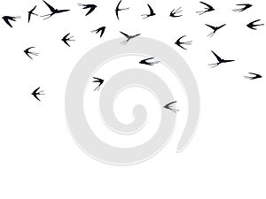 Flying swallow birds silhouettes vector illustration. Nomadic martlets swarm isolated on white