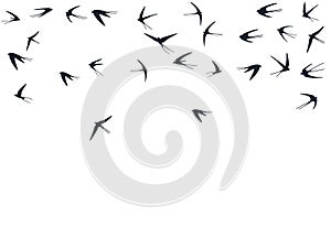 Flying swallow birds silhouettes vector illustration. Nomadic martlets swarm isolated on white.