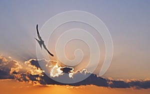 Flying Swallow at Sunset
