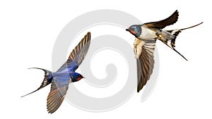 Flying swallows isolated on white background