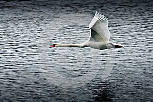 Flying swan