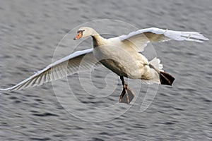 Flying swan